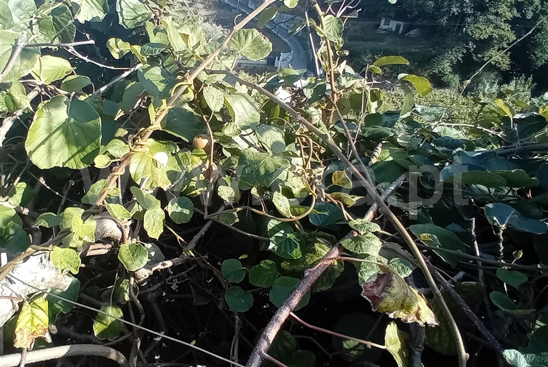 Terreno com ruina T0 Lamego, Avões - 1461059 - 11
