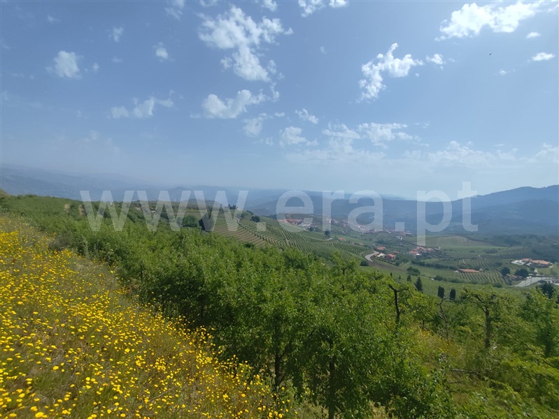 Terreno Rústico / Lamego, Lamego (Almacave e Sé)