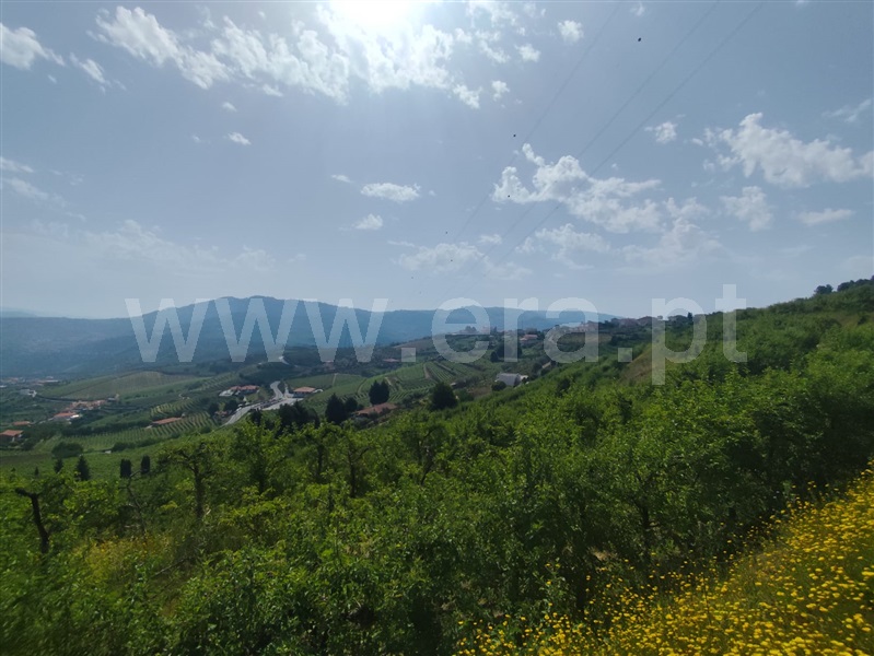 Terreno Rústico  Lamego, Lamego (Almacave e Sé) - 1485446 - 3
