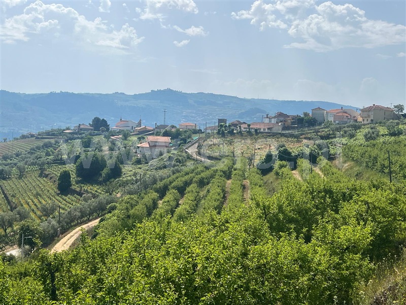 Terreno Rústico  Lamego, Lamego (Almacave e Sé) - 1485446 - 5