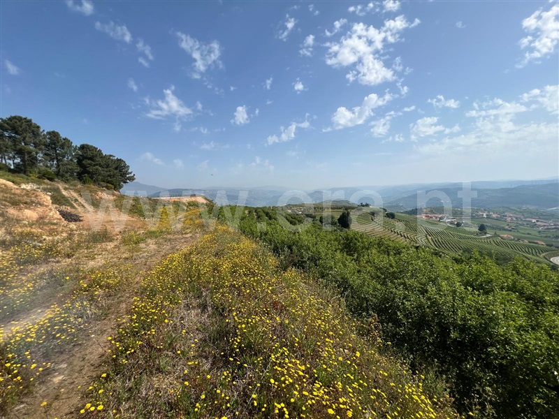 Terreno Rústico  Lamego, Lamego (Almacave e Sé) - 1485446 - 6