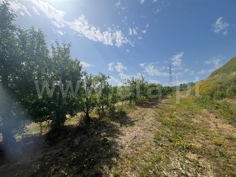 Terreno Rústico  Lamego, Lamego (Almacave e Sé) - 1485446 - 8