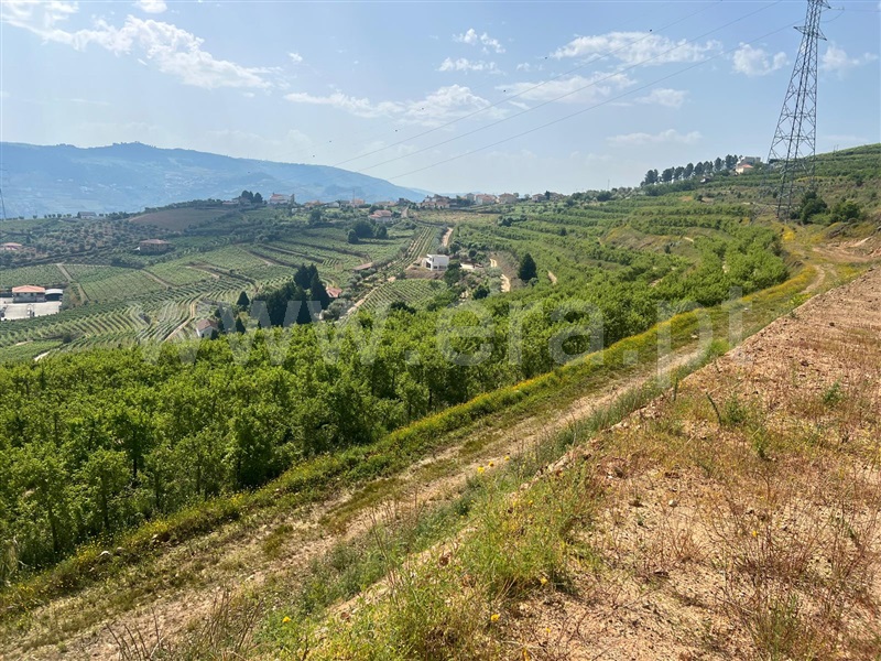 Terreno Rústico  Lamego, Lamego (Almacave e Sé) - 1485446 - 9