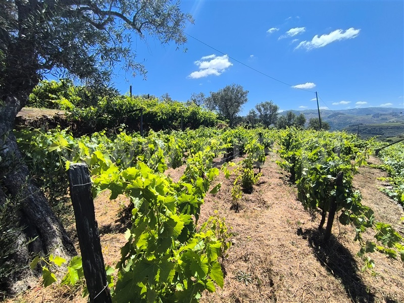 Terreno Rústico / Lamego, Lamego (Almacave e Sé)