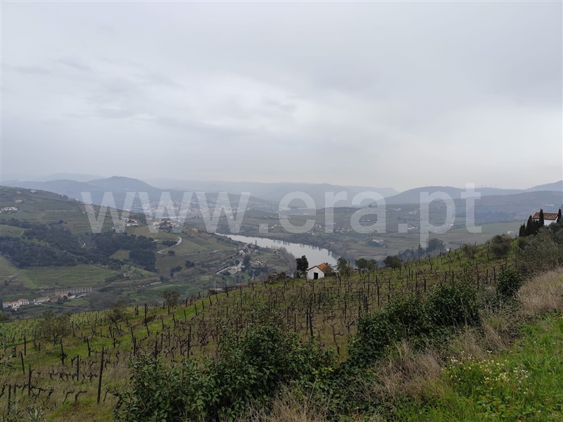 Terreno Rústico / Lamego, Samodães