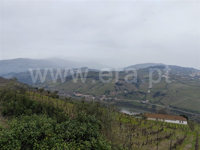 Terreno Rústico  Lamego, Samodães - 1463314 - 4