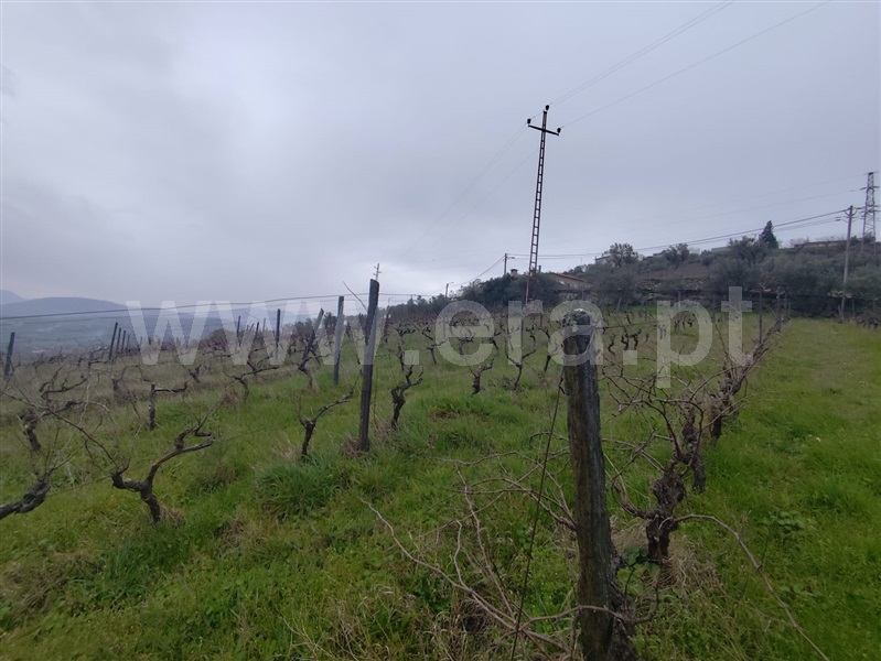 Terreno Rústico  Lamego, Samodães - 1463314 - 7