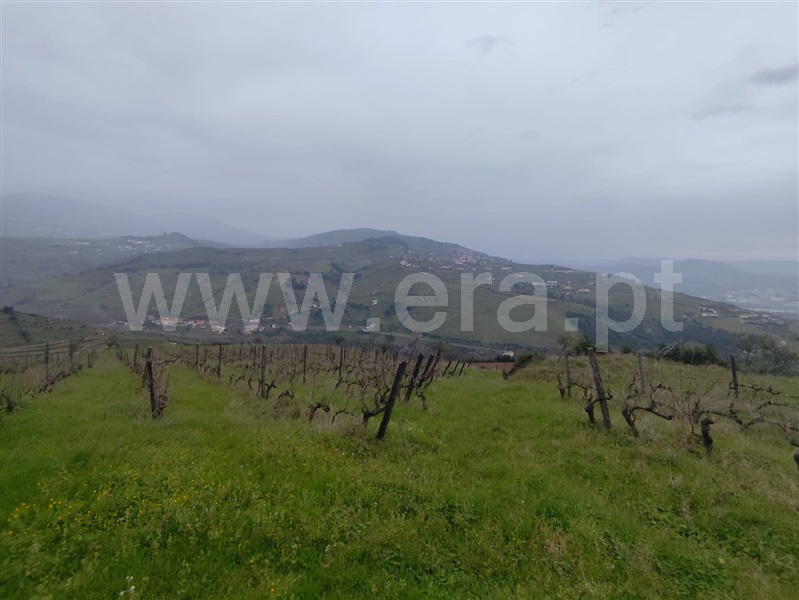 Terreno Rústico  Lamego, Samodães - 1463314 - 13