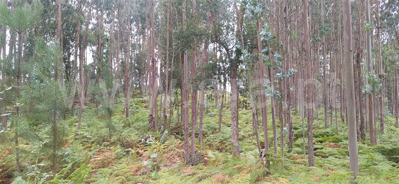 Terreno Rústico  Leiria, Santa Catarina da Serra e Chainça - 1190089 - 4