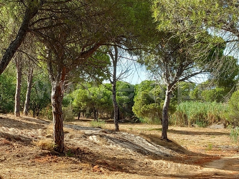 Terreno Rústico  Loulé, Almancil - 1467101 - 2