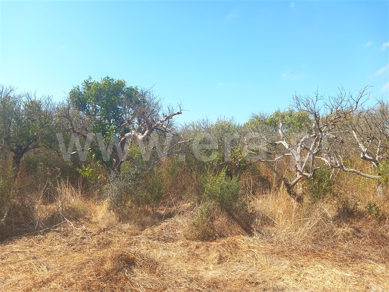 Terreno Rústico  Loulé, Boliqueime - 1511853 - 3