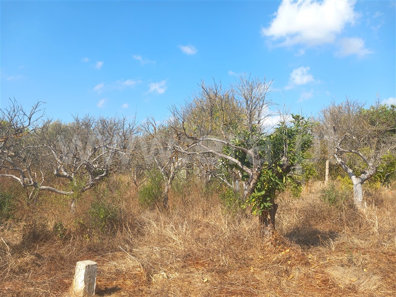 Terreno Rústico  Loulé, Boliqueime - 1511853 - 4