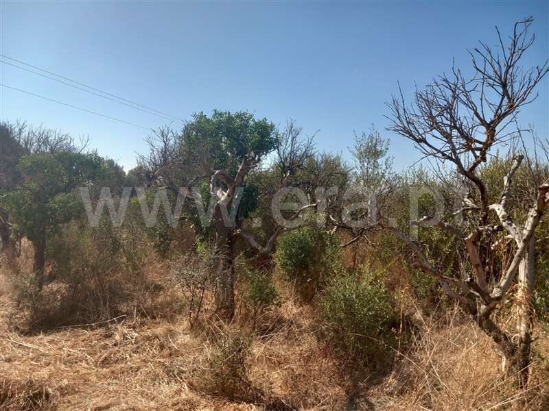Terreno Rústico  Loulé, Boliqueime - 1511853 - 5