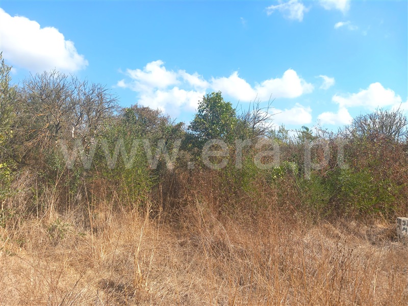 Terreno Rústico  Loulé, Boliqueime - 1511853 - 7