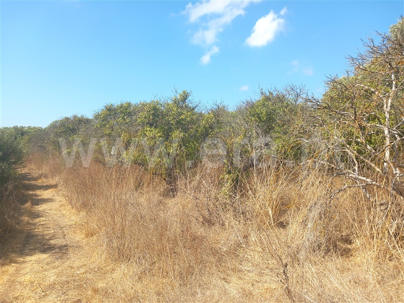 Terreno Rústico  Loulé, Boliqueime - 1511853 - 8