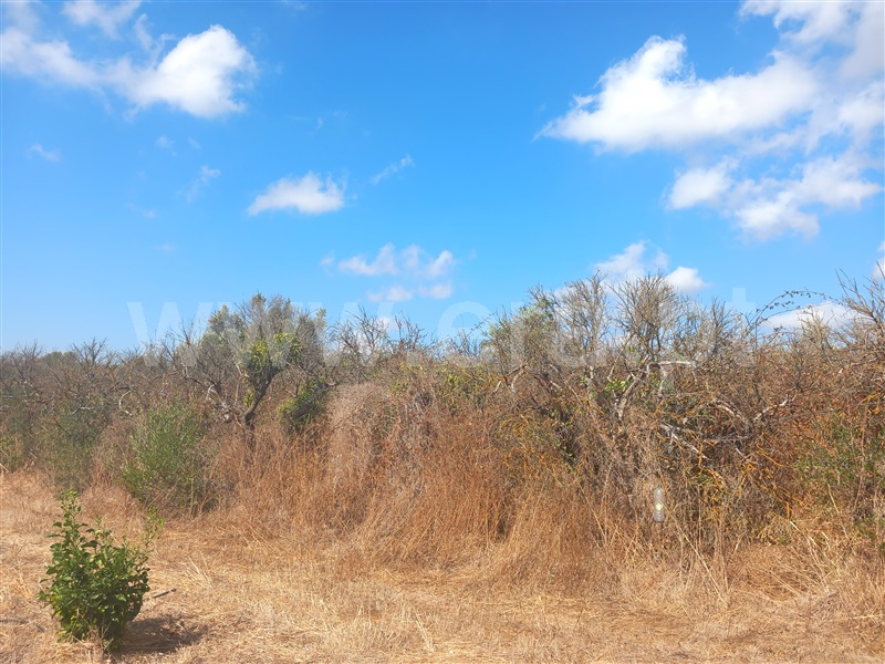 Terreno Rústico  Loulé, Boliqueime - 1511853 - 9
