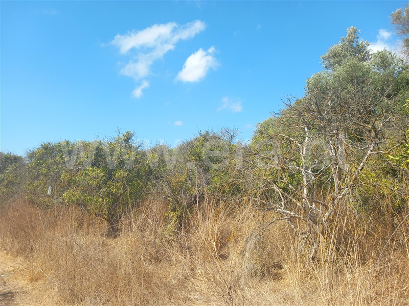Terreno Rústico  Loulé, Boliqueime - 1511853 - 11