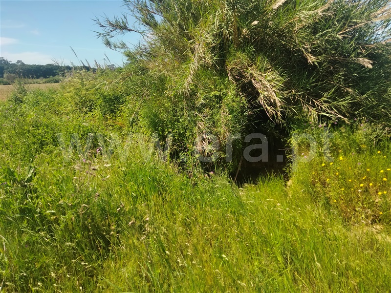 Terreno Rústico  Lourinhã, São Bartolomeu dos Galegos e Moledo - 1483446 - 9