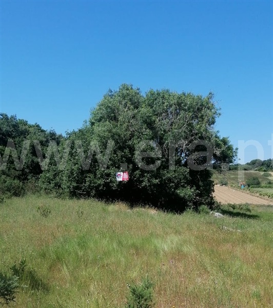 Terreno Rústico  Lourinhã, São Bartolomeu dos Galegos e Moledo - 1483446 - 10