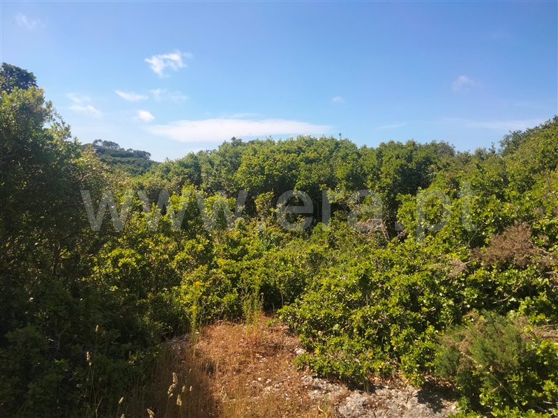 Terreno Rústico  Lourinhã, São Bartolomeu dos Galegos e Moledo - 1483449 - 3