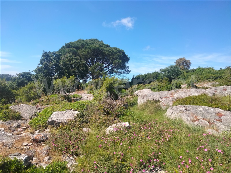 Terreno Rústico  Lourinhã, São Bartolomeu dos Galegos e Moledo - 1483449 - 11