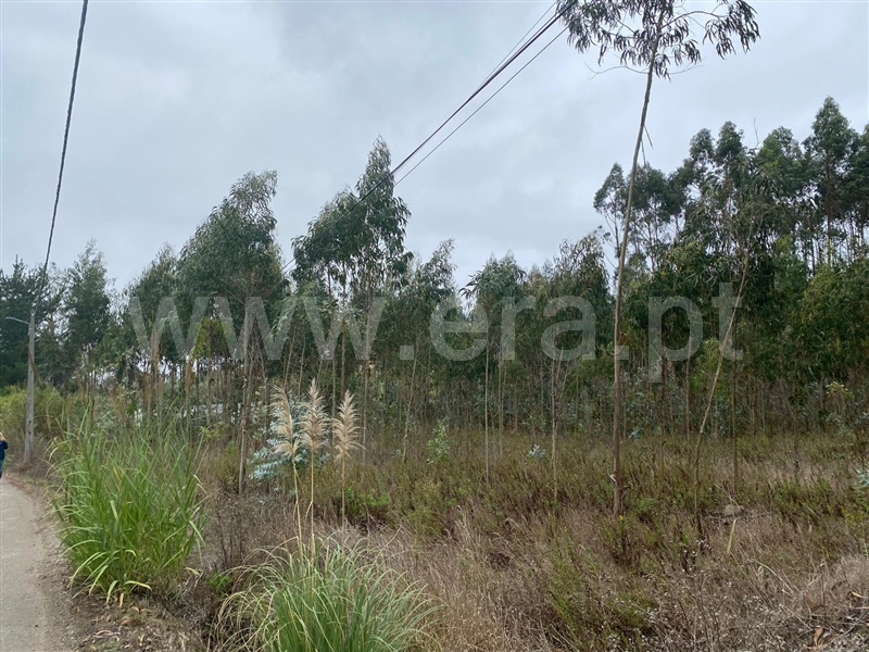 Terreno Rústico / Lourinhã, São Bartolomeu dos Galegos e Moledo