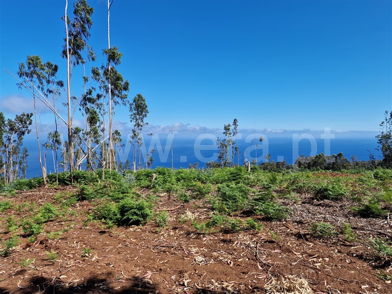 Terreno Rústico / Machico, Água de Pena
