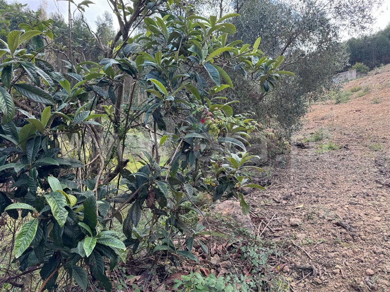 Terreno Rústico  Mafra, Azueira e Sobral da Abelheira - 1436719 - 4