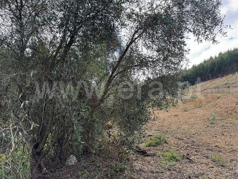 Terreno Rústico  Mafra, Azueira e Sobral da Abelheira - 1436719 - 6