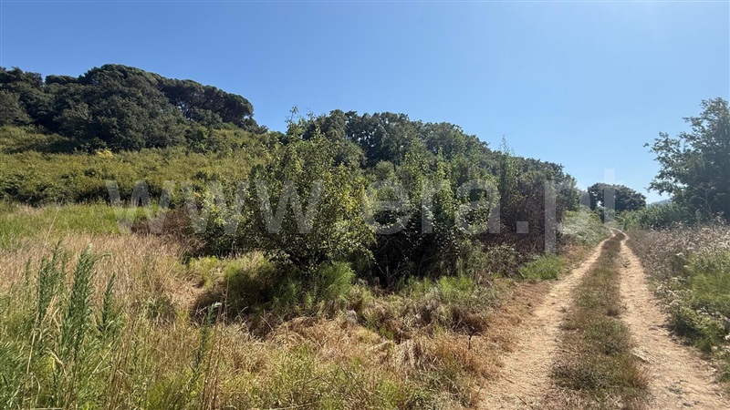 Terreno Rústico  Mafra, Azueira e Sobral da Abelheira - 1497228 - 7
