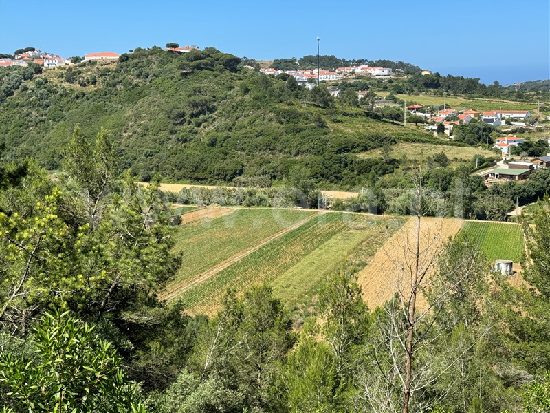 Terreno Rústico  com Agrícola Mafra, Carvoeira - 1264286 - 10