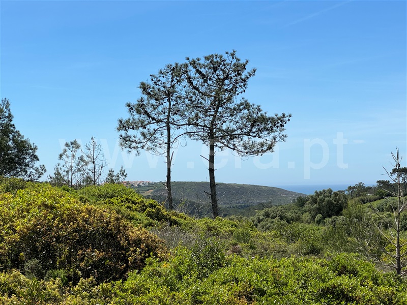 Terreno Rústico  Mafra, Carvoeira - 1264287 - 12