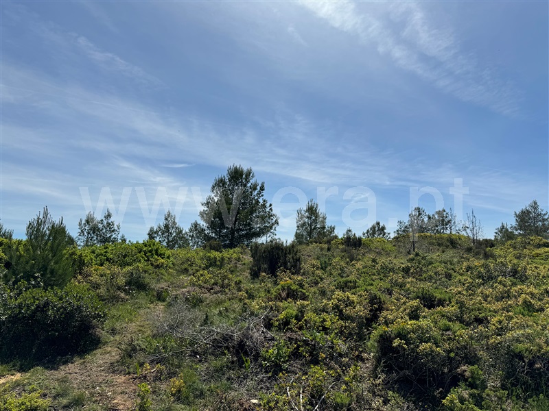 Terreno Rústico  Mafra, Carvoeira - 1264287 - 13