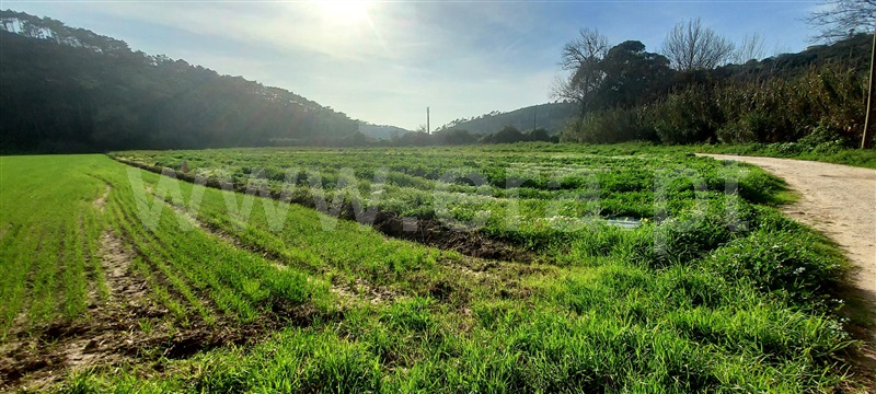Terreno Rústico / Mafra, Carvoeira
