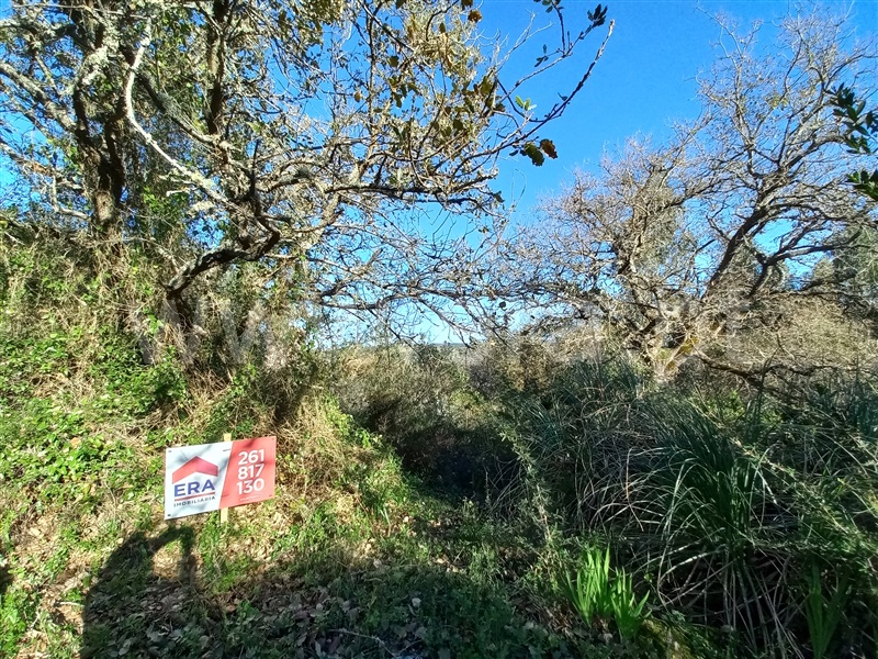 Terreno Rústico / Mafra, Igreja Nova e Cheleiros