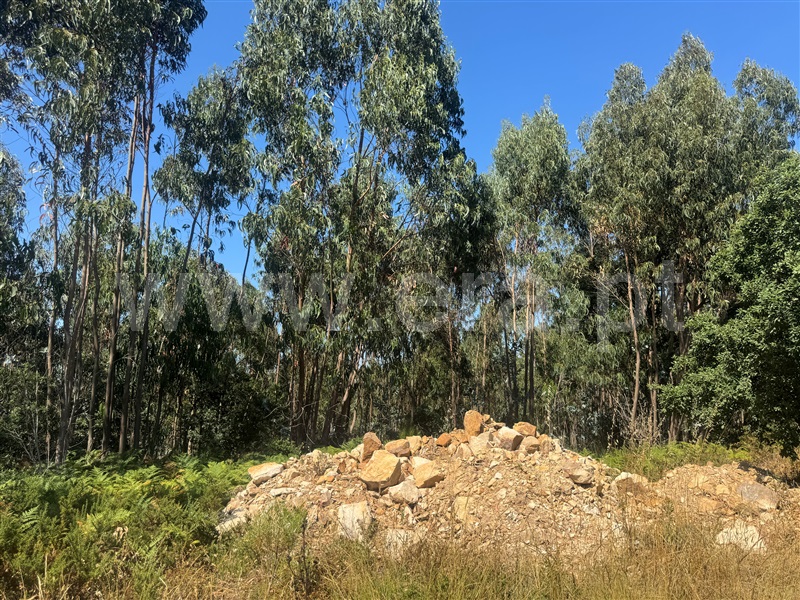 Terreno Rústico  Mafra, Igreja Nova e Cheleiros - 1491064 - 9