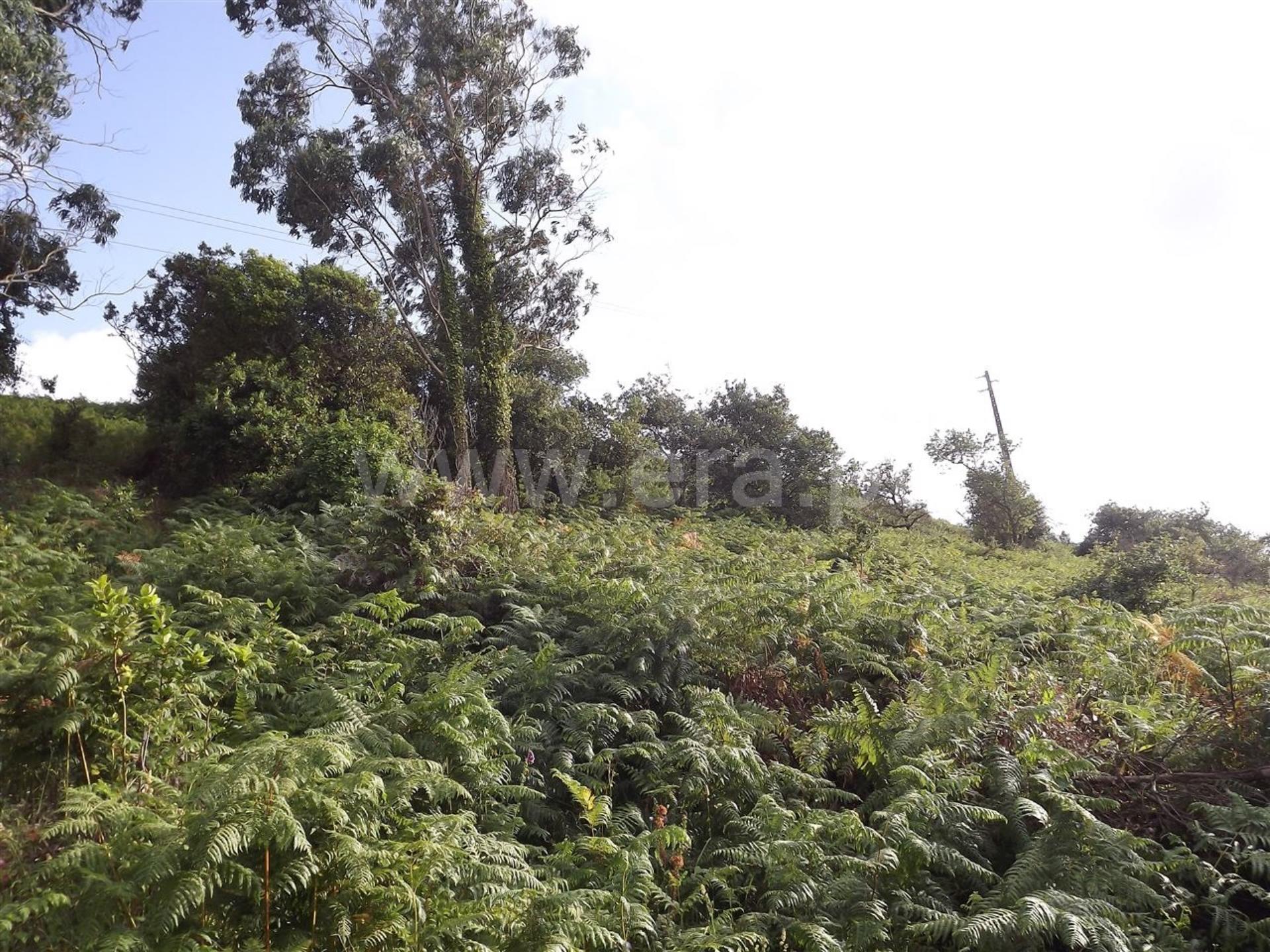 Terreno em Mafra