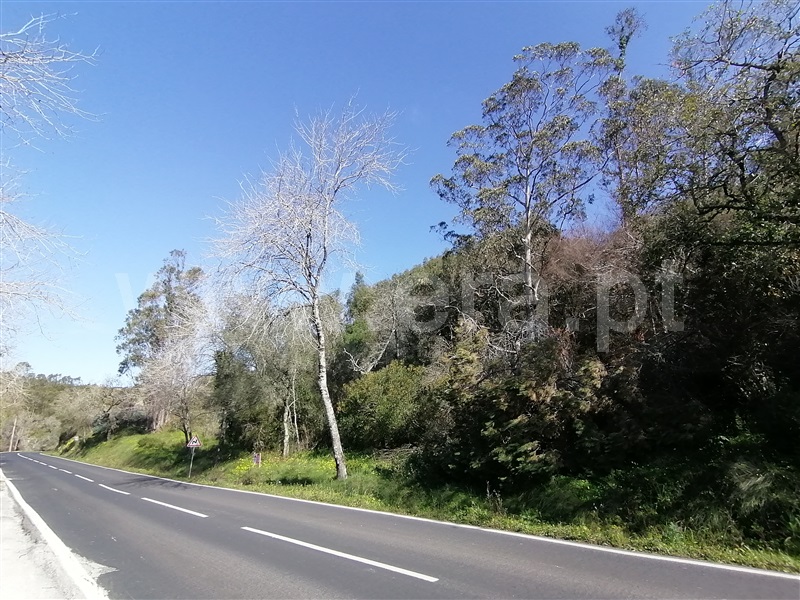 Terreno Rústico  Mafra, Mafra Periferia - 798093 - 15