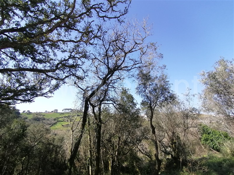 Terreno Rústico  Mafra, Mafra Periferia - 798093 - 16