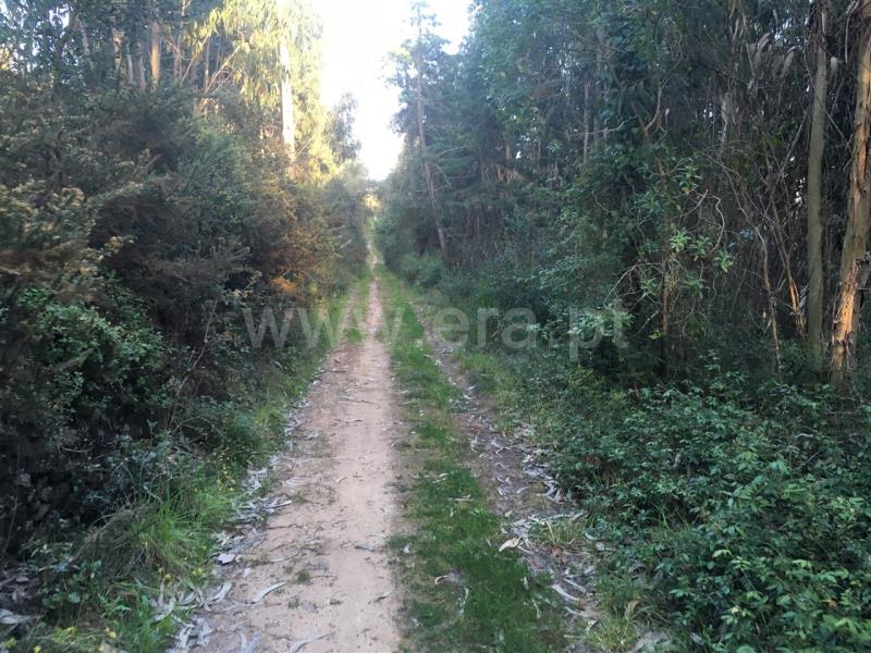 Terreno Rústico  Mafra, Mafra Periferia - 807759 - 3