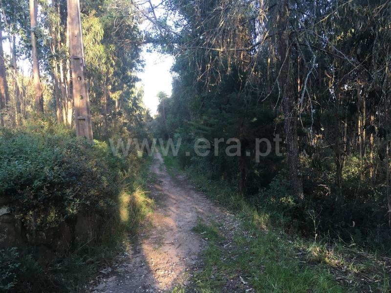 Terreno Rústico  Mafra, Mafra Periferia - 807759 - 5
