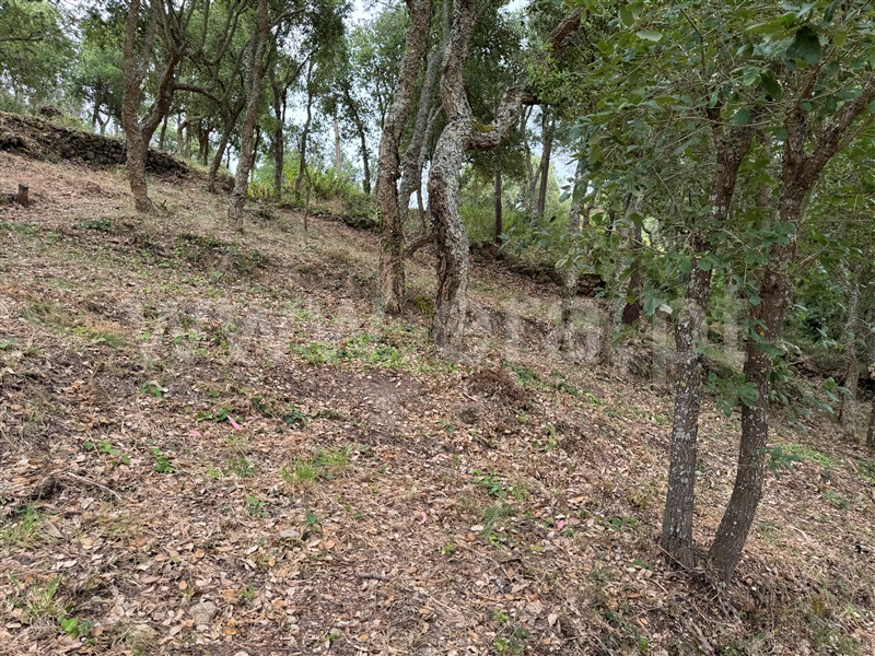 Terreno Rústico  com Rústico Mafra - 1359924 - 23