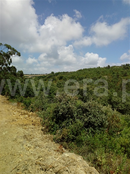 Terreno Rústico  Mafra, Santo Isidoro, Mafra - 926535 - 3