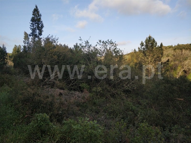 Terreno Rústico  Mafra, Santo Isidoro, Mafra - 926535 - 11