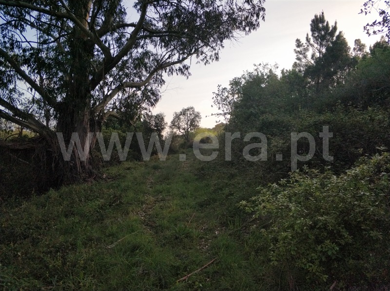Terreno Rústico  Mafra, Santo Isidoro, Mafra - 926535 - 15