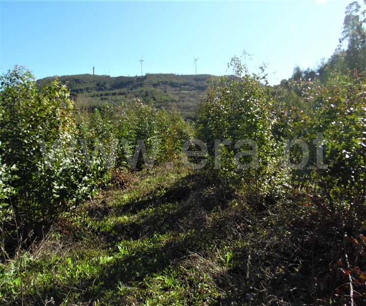 Terreno Rústico  Mafra, São Miguel de Alcainça, Mafra - 1065783 - 2