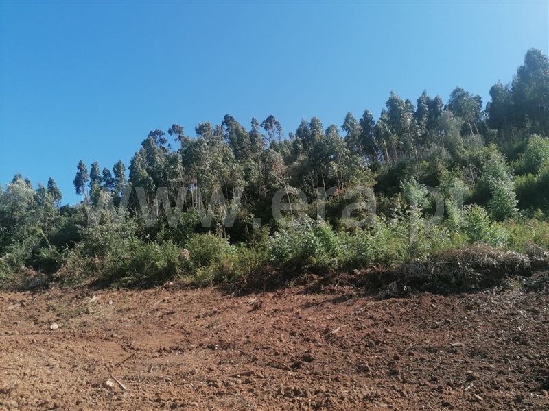 Terreno Rústico  Mafra, São Miguel de Alcainça, Mafra - 1065783 - 13