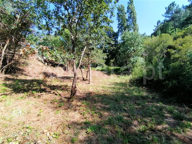 Terreno Rústico  Mafra, Sobral da Abelheira, Mafra - 271312 - 15