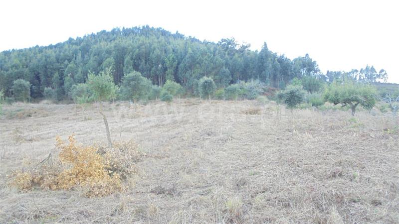 Terreno Rústico  Mafra, Sobral da Abelheira, Mafra - 765696 - 2