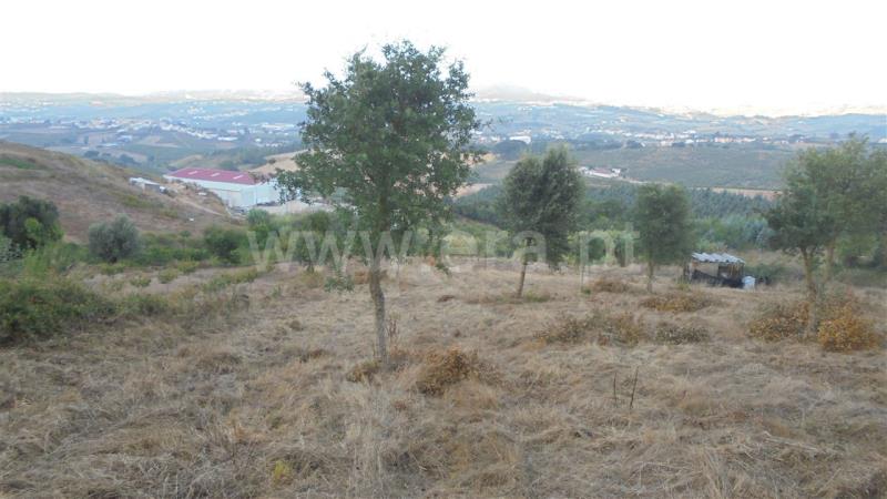 Terreno Rústico  Mafra, Sobral da Abelheira, Mafra - 765696 - 4